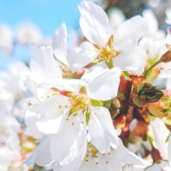 Meet your Posher, Becky - Picture 1 of 1